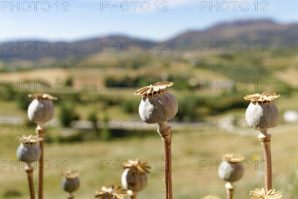 Mature seed heads of opium poppy (Papaver), somniferum, wild in the field with an out-of-focus