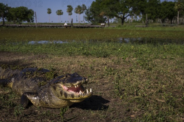 Yacare Caiman, crocodile with open mouth on a green meadow in wetlands in the Pantanal, Paraguay,