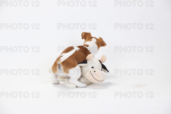 Jack Russell Terrier, puppy, 9 weeks, bitch, mounts cuddly toy, toy, ramming, ramming, mount