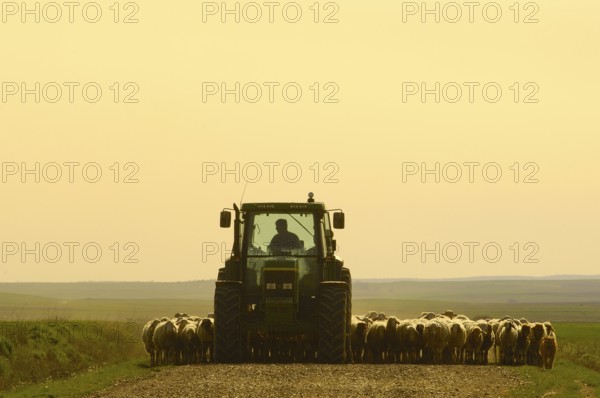 Shepherd on tractor with flock of sheep, Villafafila, Zamora, Castile-Leon, Spain, domestic sheep,