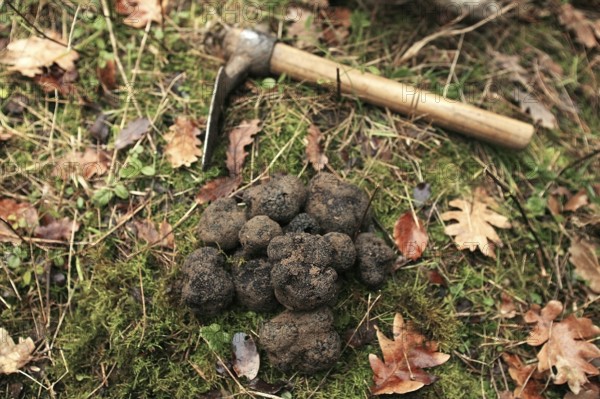 Black truffle (tuber melanosporum), Perigord truffle, Perigord truffle, Perigord truffle, Black