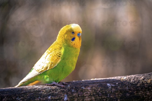Budgie (Melopsittacus undulatus) in its natural environment in sunshine, Eisenberg, Thuringia,