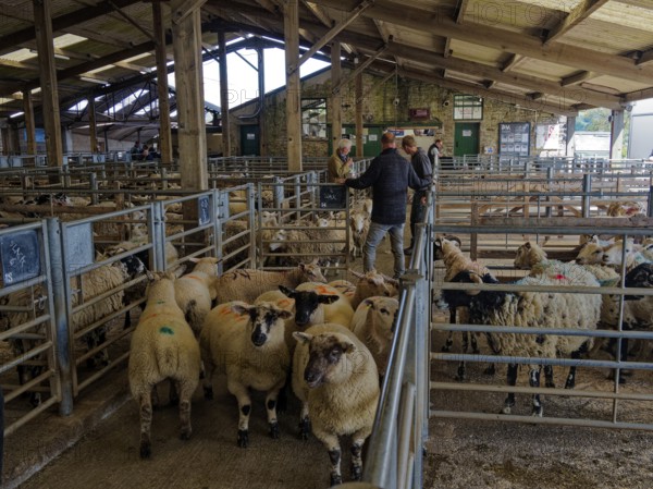 People watching sheep in a rural livestock market with wooden stables and metal fences, auction of
