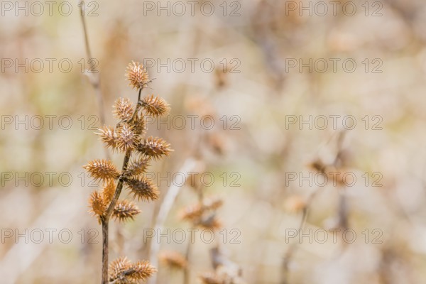 Closeup of stem of ripe xanthium or common cocklebur fruit with soft blurred background, South