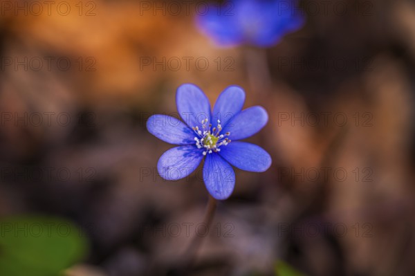 The flower of a liverwort (Hepatica nobilis) in spring in the forest, Jena, Thuringia, Germany,