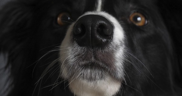 Border Collie Dog, Portrait of male, Close up of the Nose