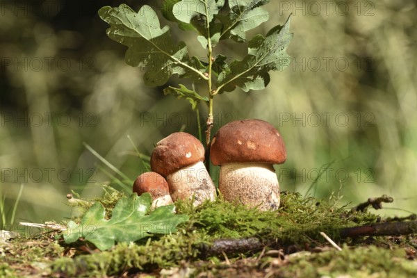 Edible mushrooms of the mushroom species deciduous forest red cap (Leccinum aurantiacum) in late