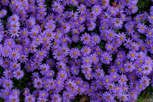 Astra Flowers, Alpine Aster (Aster Alpinus) Group
