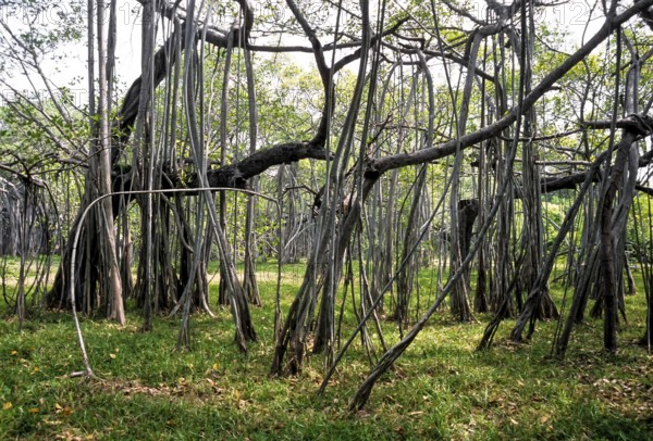 Huge Indian banyan (Ficus benghalensis) tree at Adyar in Chennai, Tamil Nadu, South India, India,