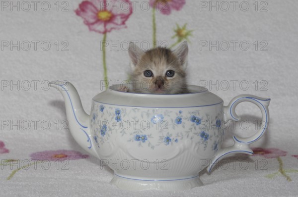 Young domestic cat sitting in teapot
