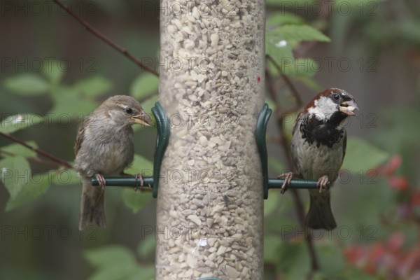 House sparrow (Passer domesticus) at the food place House sparrow at the food place
