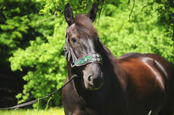 Noriker coldblood, mare, coldblood horse, black horse, traditional halter
