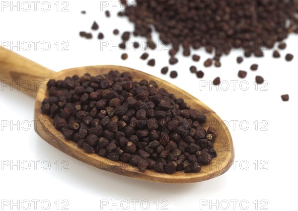 Grains of Paradise, Melegueta pepper, Guinea pepper, Ginger family, SPOON WITH GRAINS OF PARADISE