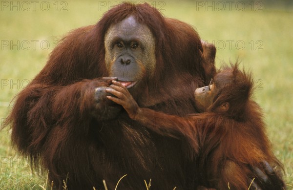 Orang bornean orangutan (Pongo pygmaeus), mother with young