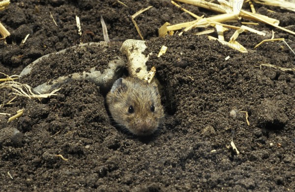 Common vole (microtus arvalis), head of an adult coming out of the tunnel