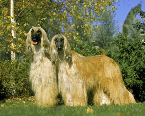 Afghan hound, dog standing on lawn