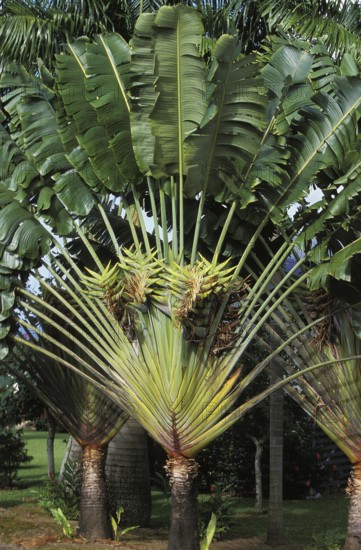 Traveller's palm (ravenala madagascariensis), Strelitzia family, TRAVELLER'S PALM TREE, HAWAII