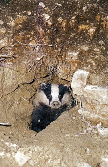 European Bedger (meles meles), Adult standing at Den Entrance