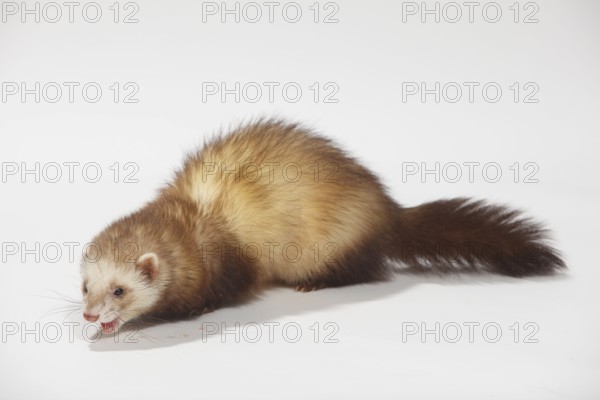 Ferret (Mustela putorius forma domestica)