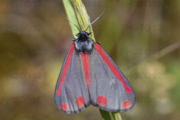 Scabious bear, blood bear, crimson bear butterfly with closed wings hanging on green stalk from