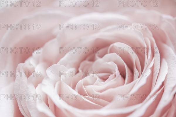 Abstract floral background, pink pale rose flower petals, soft focus. Macro flowers backdrop for