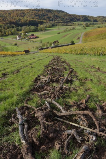 Working in the vineyard, Brettachtal, Brettach, Bretzfeld, Bretzfeld-Geddelsbach, Golden October,