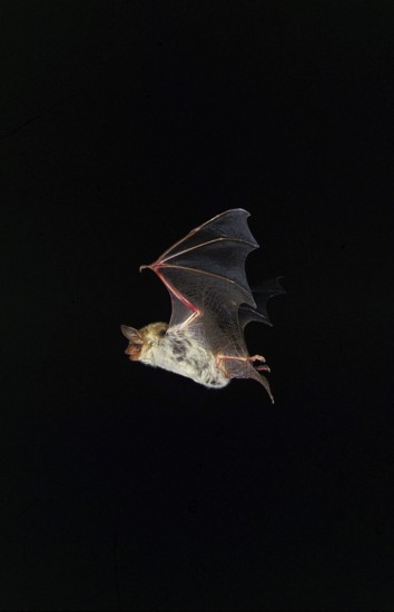 MOUSE-EARED BAT (myotis myotis), ADULT FLYING, FRANCE