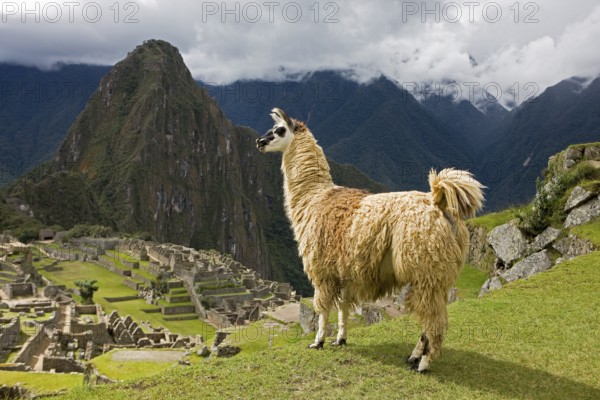 LLAMA (lama glama) AT MACHU PICCHU, THE LOST CITY OF INCAS, PERU