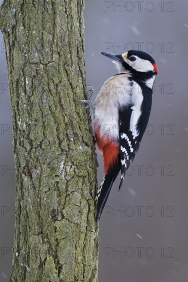 Great spotted woodpecker (Dendrocopos major) Snowfall, blowing snow, Germany, Europe