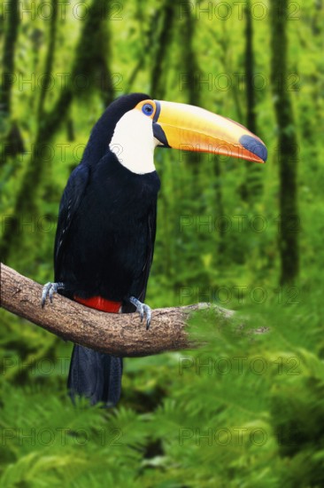 Toco toucan (Ramphastos toco)