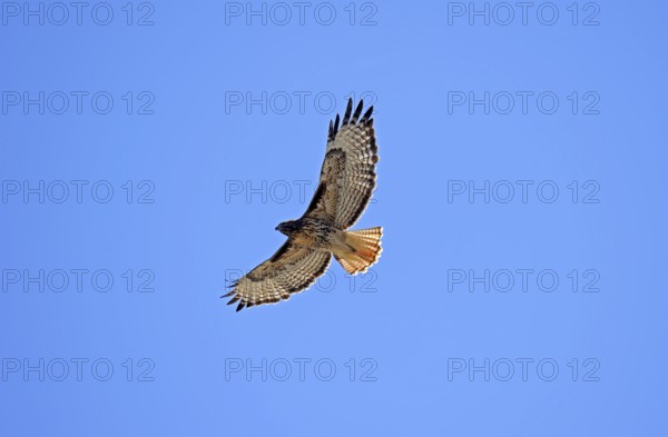 Red-tailed Hawk (Buteo jamaicensis), Yellowstone national park, Wyoming, USA, North America