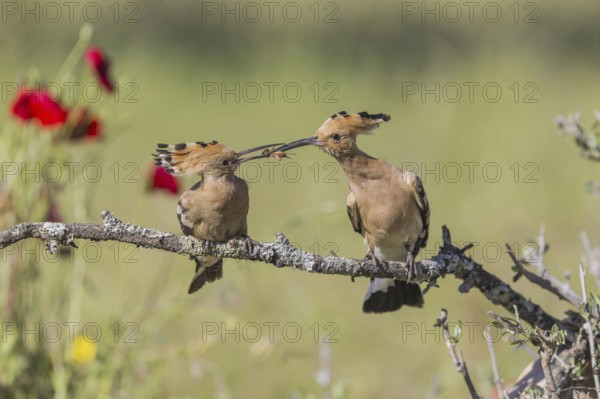 Hoopoe (Upupa epops), Spain, Europe