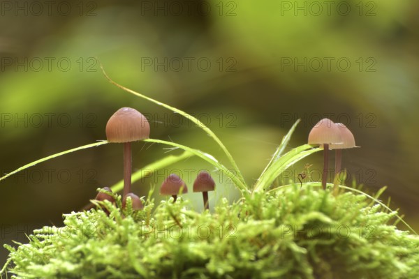 Group of bonnets (Mycena) on moss cushion in autumn forest, Hunsrück, Rhineland-Palatinate,