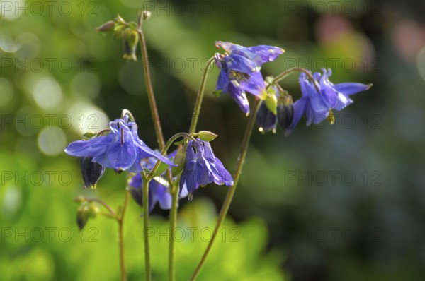 Columbine blue flowering in the garden, european columbine (Aquilegia vulgaris) Rose garden in