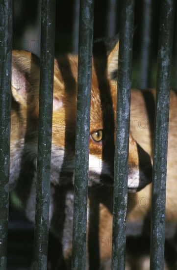 Red fox (vulpes vulpes), adult in cage