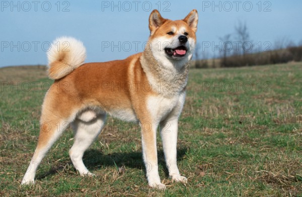 Akita Inu, male