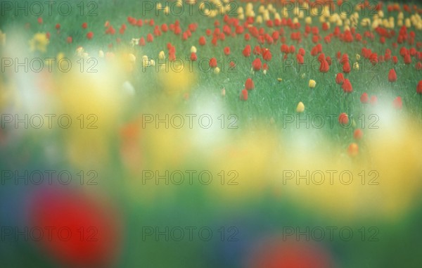 Tulips, flowers, blooming ing, colourful, multicoloured, spring, abstract, soft, blurred, out of