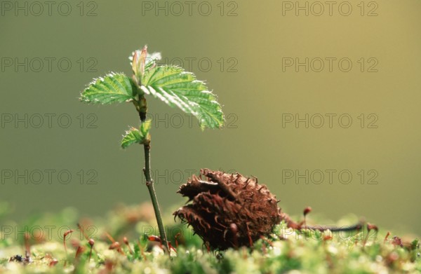 European hornbeam (Carpinus betulus), seedling and beechnuts