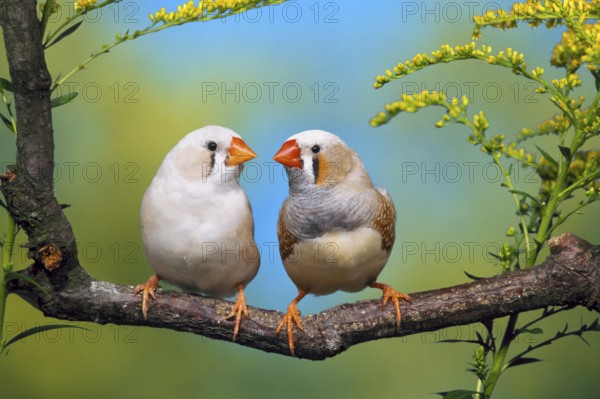 Zebra Finches (Taeniopygia guttata), cheeked, pair