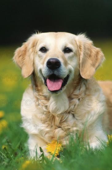 Golden Retriever