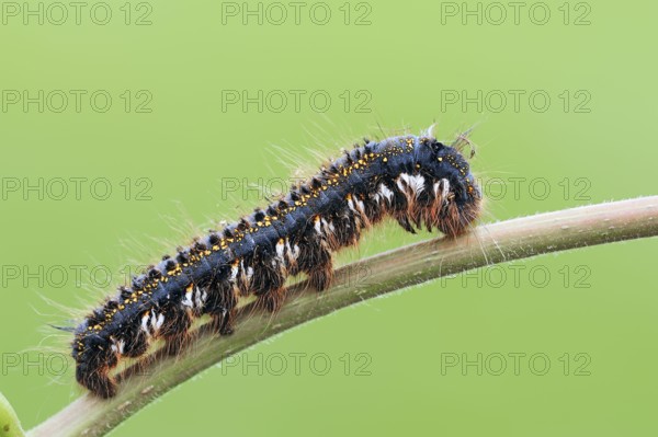 Drinker (Philudoria potatoria), caterpillar, North Rhine-Westphalia, drinker, lateral, Germany,