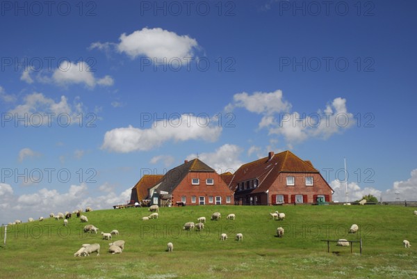 Hallig Nordstrandischmoor, North Frisia, Schleswig-Holstein, Germany, Europe