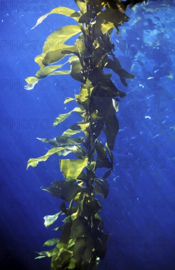 GIANT KELP (macrocystis pyrifera), California, USA, North America