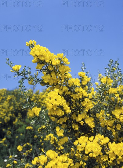 Sarothamnus scoparius, broom, broompriem, bram, broom, butterfly, BROOM cytisus scoparius, CORSICA