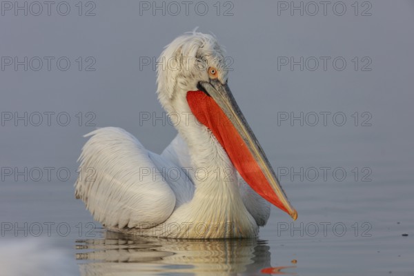 Dalmatian pelican (Pelecanus crispus), Lake Kerkini, Greece, Europe