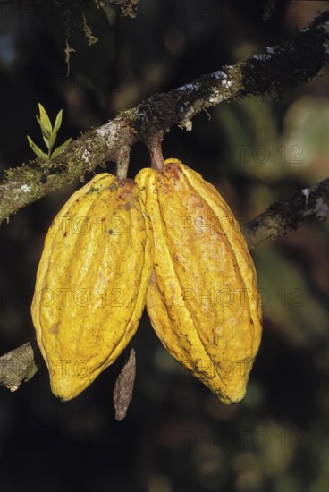 Cacao Tree, theobroma cacao, Branch with Cocoa Fruit, Mexico, Central America