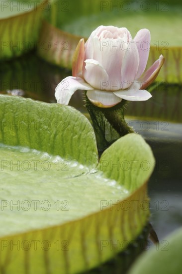 Santa Cruz water lily (Victoria cruziana), giant water lily