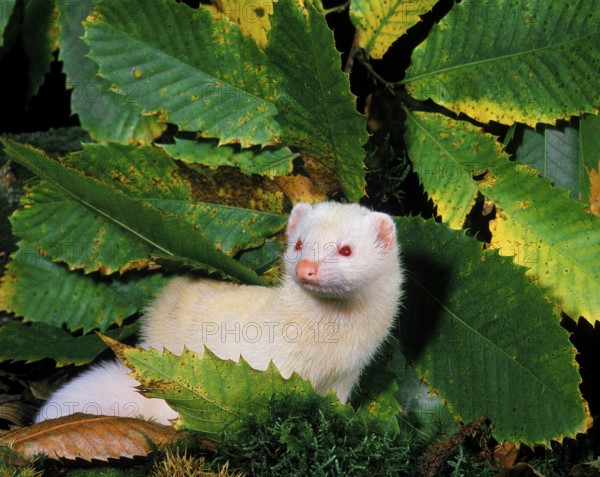 Ferret (mustela putorius furo), Adult standing on Leaves
