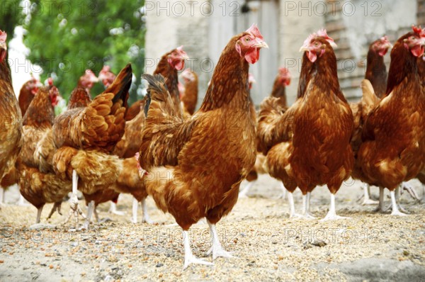 Chickens on traditional free range poultry farm
