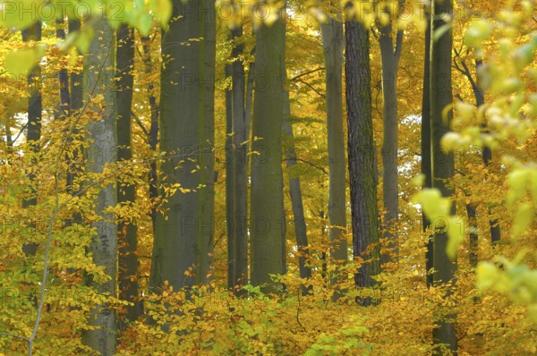 Foliage, forest in autumn, beech (Fagus sylvatica) tree, near Maulbronn, copper beech